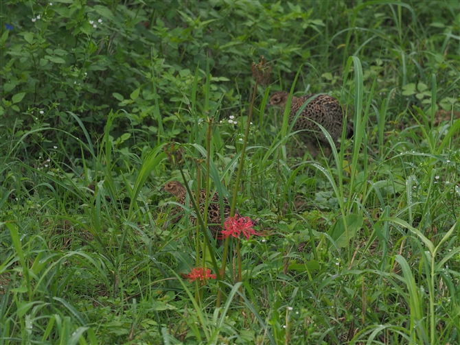 LW,Common Pheasant